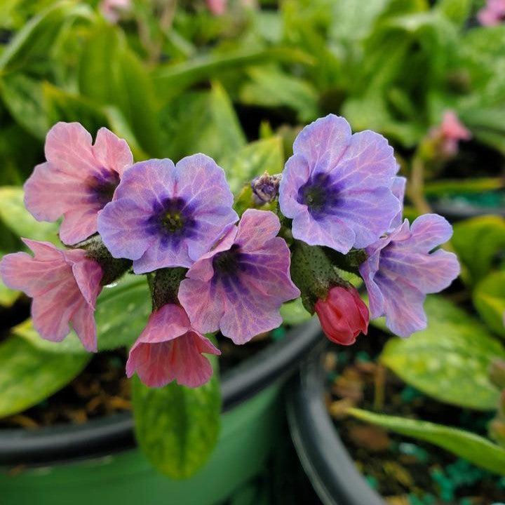 Pulmonaria 'Pretty in Pink' - Pretty in Pink Lungwort