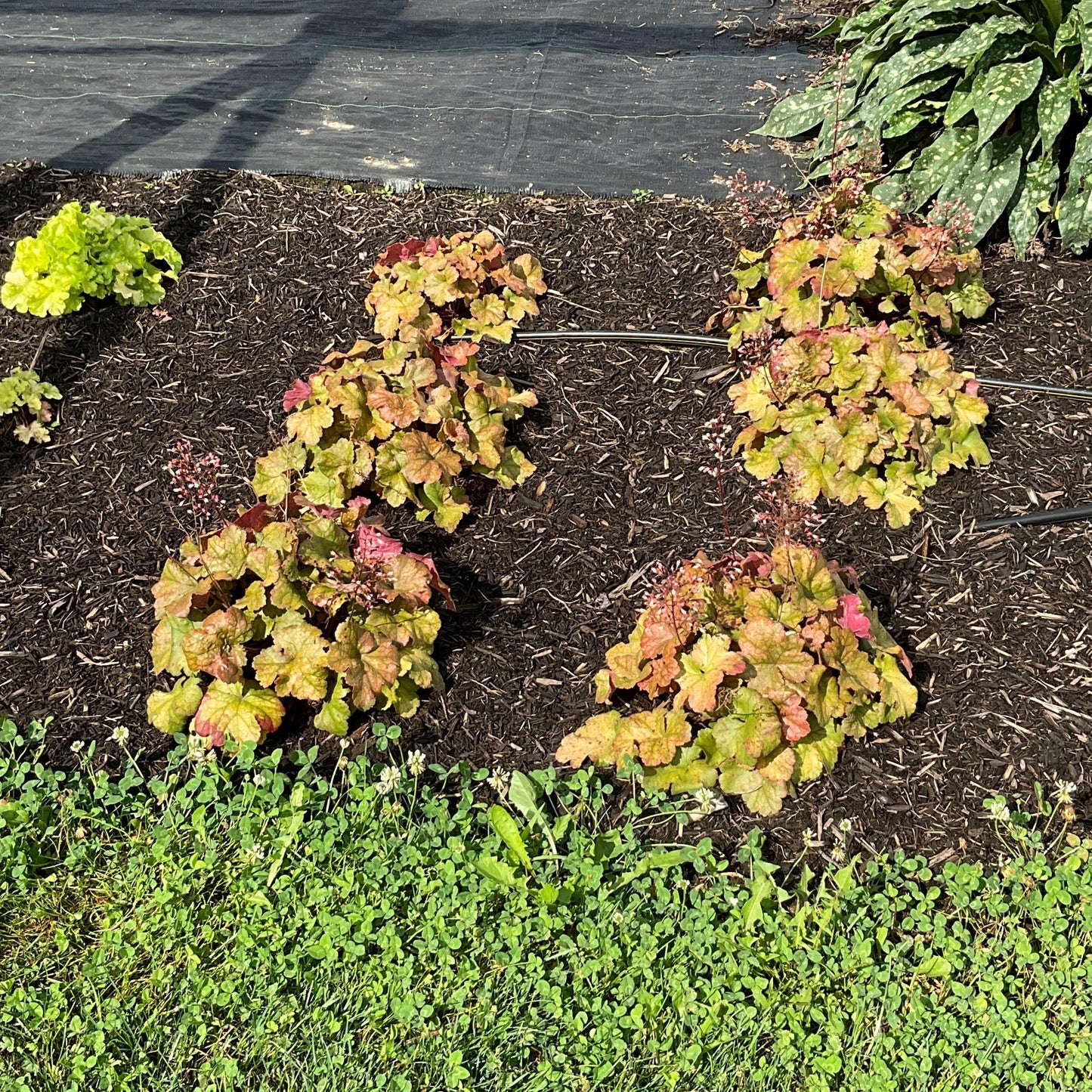 Heuchera 'Toffee Tart' PP33,694 - Dolce® Toffee Tart Heuchera