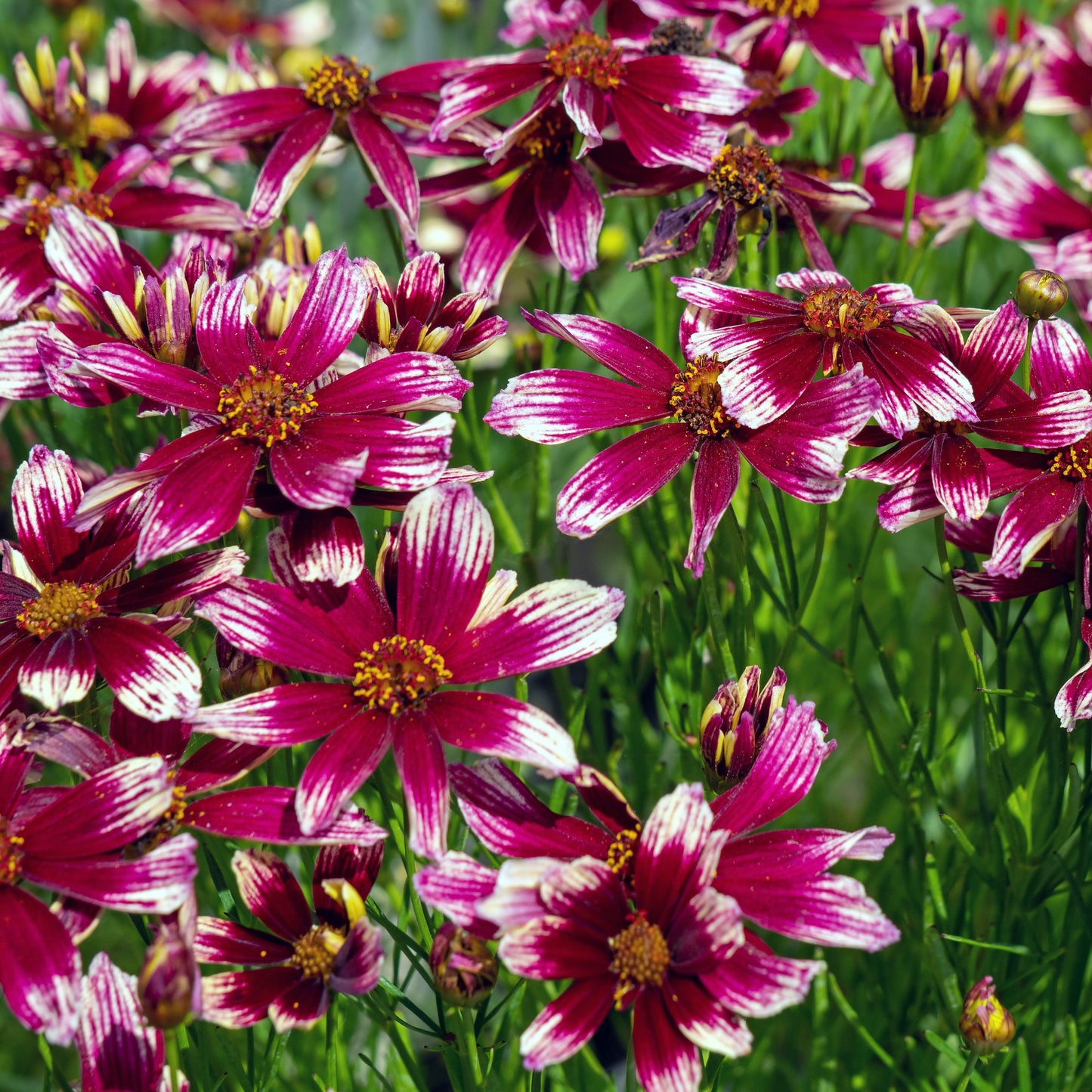 Coreopsis x verticillata 'Starstruck' PP28006 - Lil' Bang™ Starstruck Coreopsis