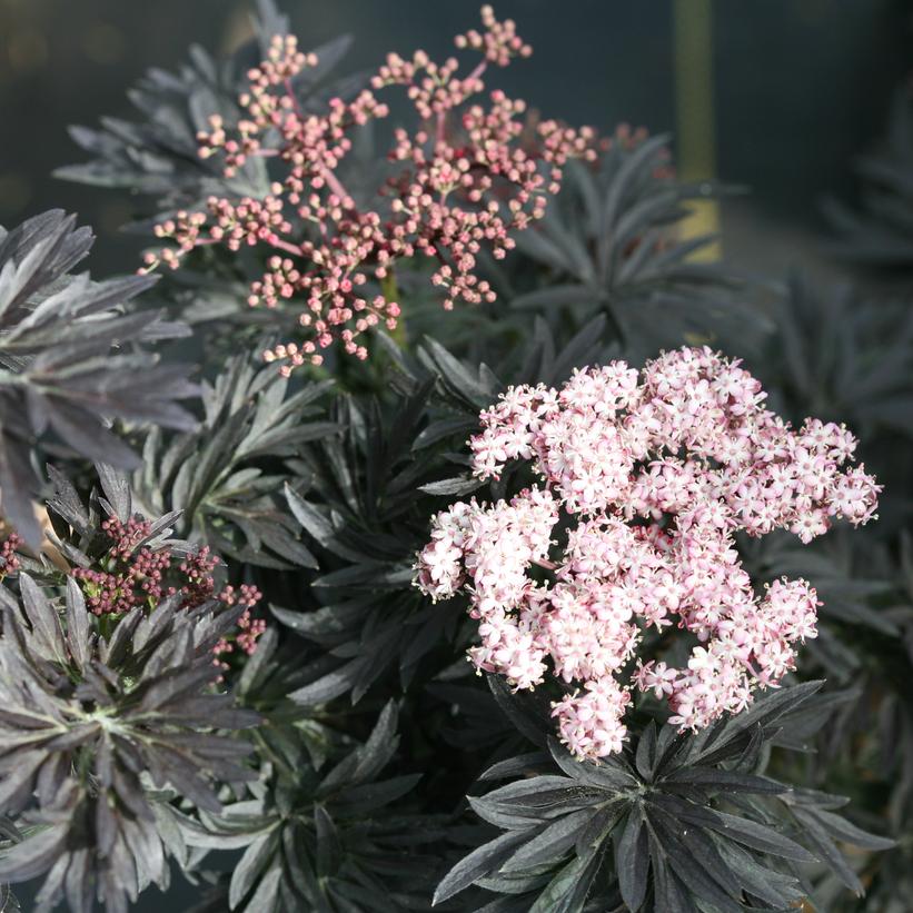 Sambucus nigra 'Laced Up' - Laced Up® Elderberry