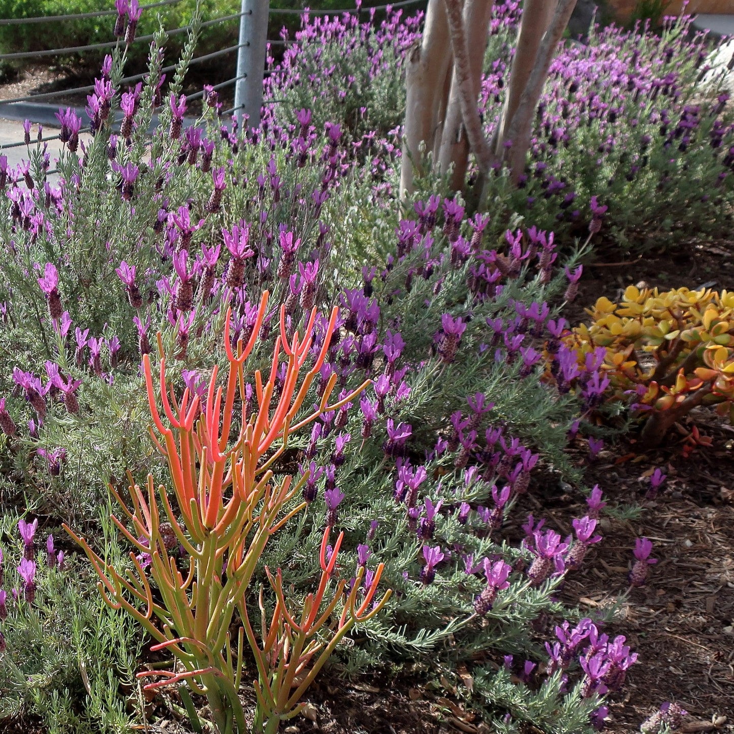 Lavandula stoechas 'Anouk Deluxe 1225' - Primavera Spanish Lavender