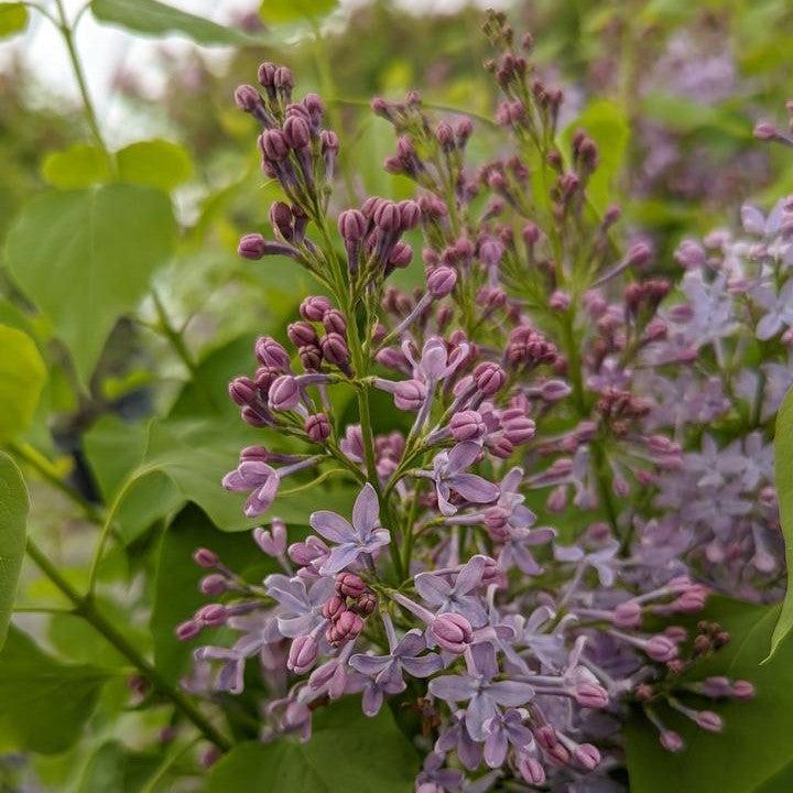 Syringa vulgaris 'G13099' - New Age™ Lavender Lilac