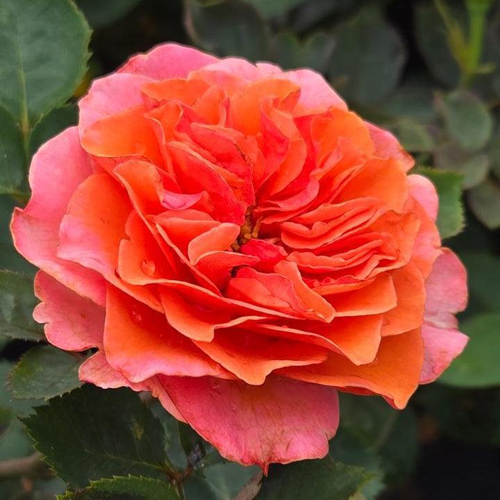 Rosa x 'Noa1112130' - Showpiece™ Orange Rose