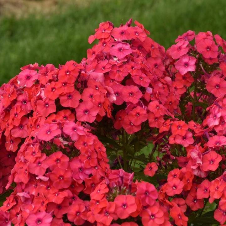 Phlox paniculata 'Sunset Coral' - Luminary® Sunset Coral Phlox