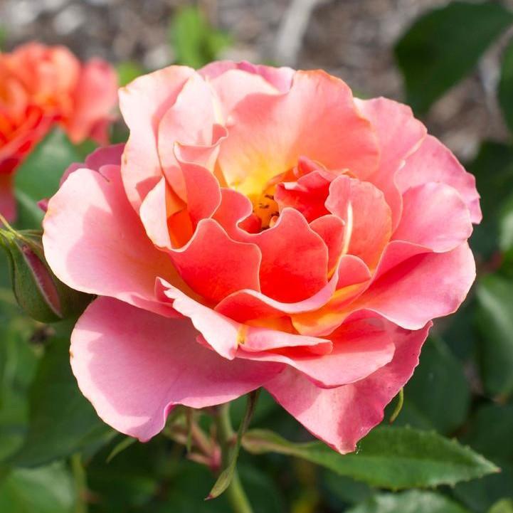 Rosa 'Meikokan' - Tequila® Supreme Rose
