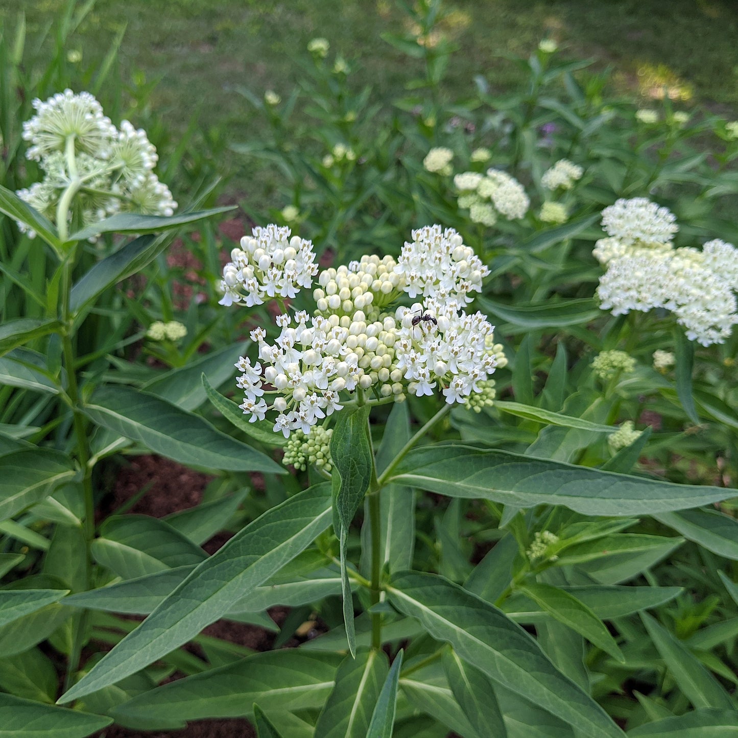 Asclepias incarnata 'Ice Ballet' - Ice Ballet Swamp Milkweed