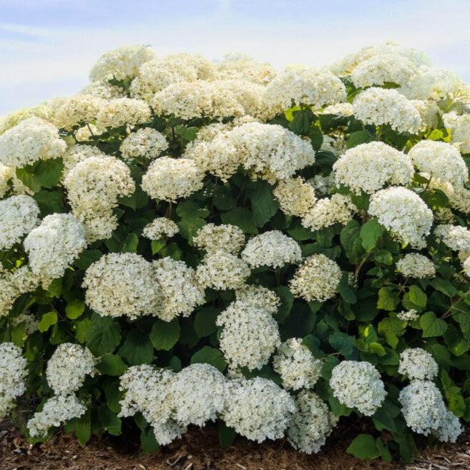 Hydrangea arborescens 'BAlful' - First Editions® FlowerFull™ Smooth Hydrangea