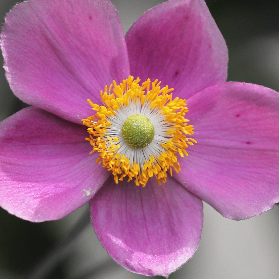 Anemone 'Red Riding Hood' - Fantasy™ Red Riding Hood Anemone