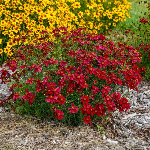 Coreopsis verticillata 'Scarlet Ribbons' - Designer Threads™ Scarlet Ribbons Coreopsis