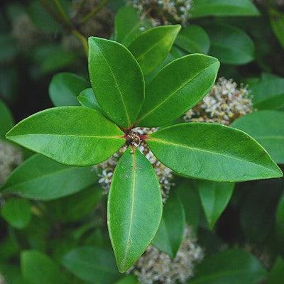 Skimmia japonica - Japanese Skimmia