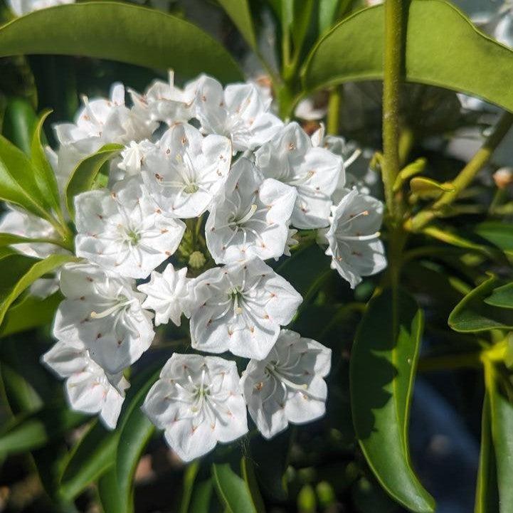 Kalmia latifolia 'Snowdrift' - Snowdrift Mountain Laurel