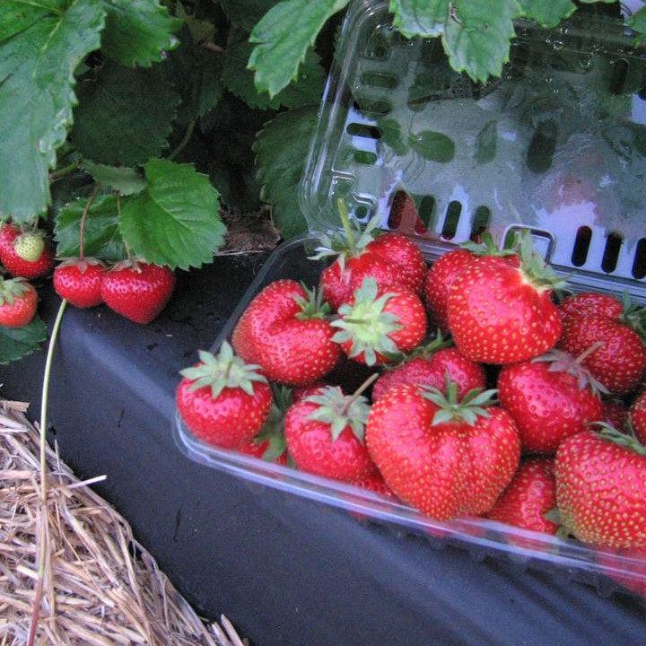 Fragaria x ananassa ‘Flavorfest' - Flavorfest Strawberry