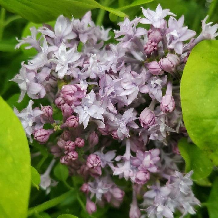 Syringa x hyacinthiflora 'Royal Purple' - Royal Purple Lilac