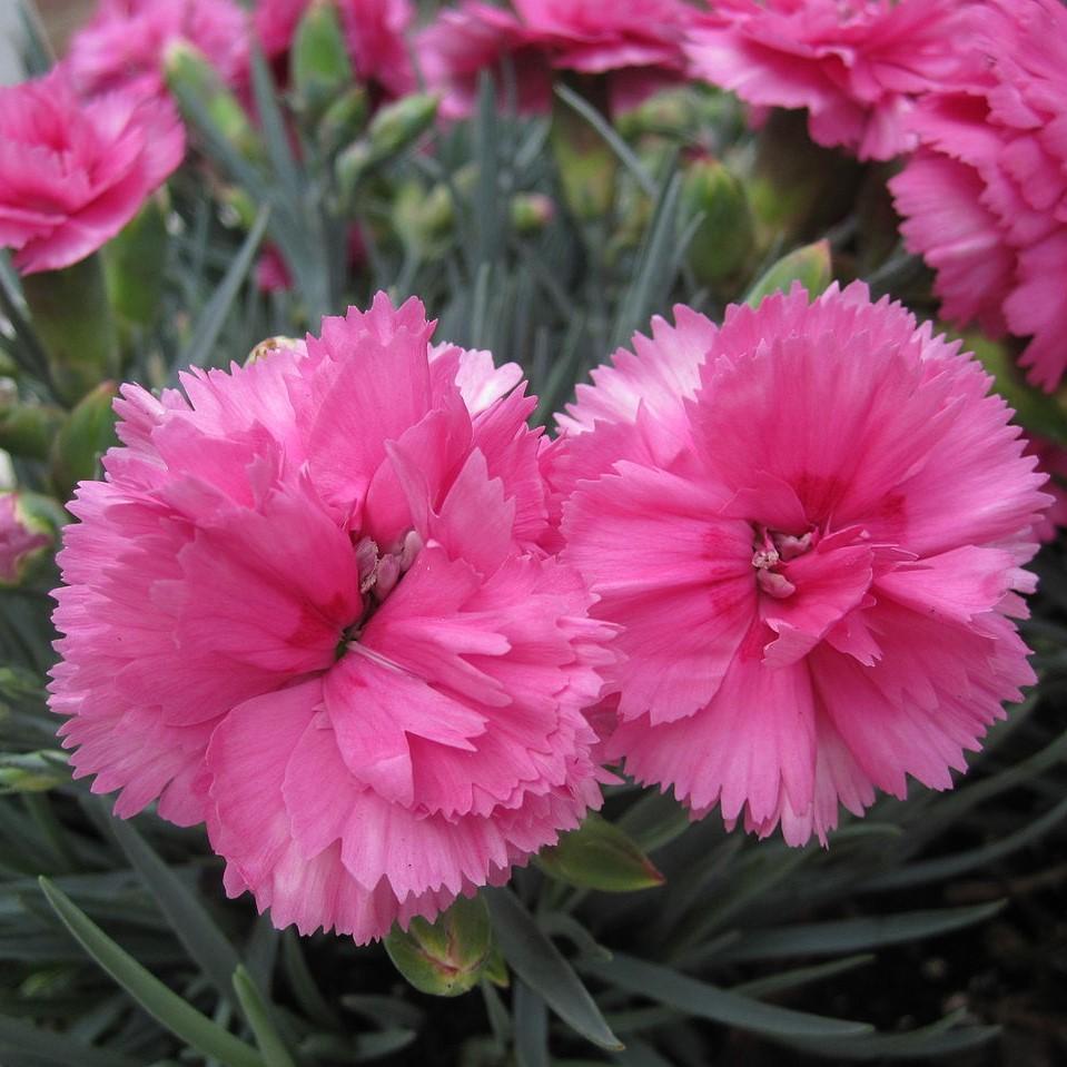 Dianthus x 'KLEDG10119' - EverLast™ Orchid Dianthus