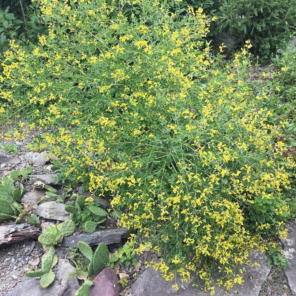 Baptisia tinctoria - Wild Indigo