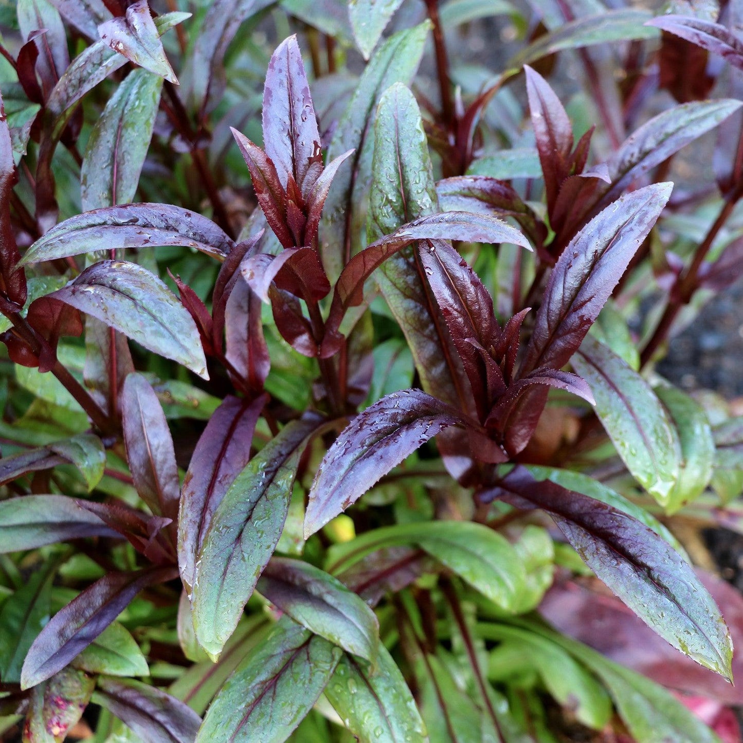 Penstemon digitalis 'TNPENDB' - DAKOTA™ Burgundy Beardtongue