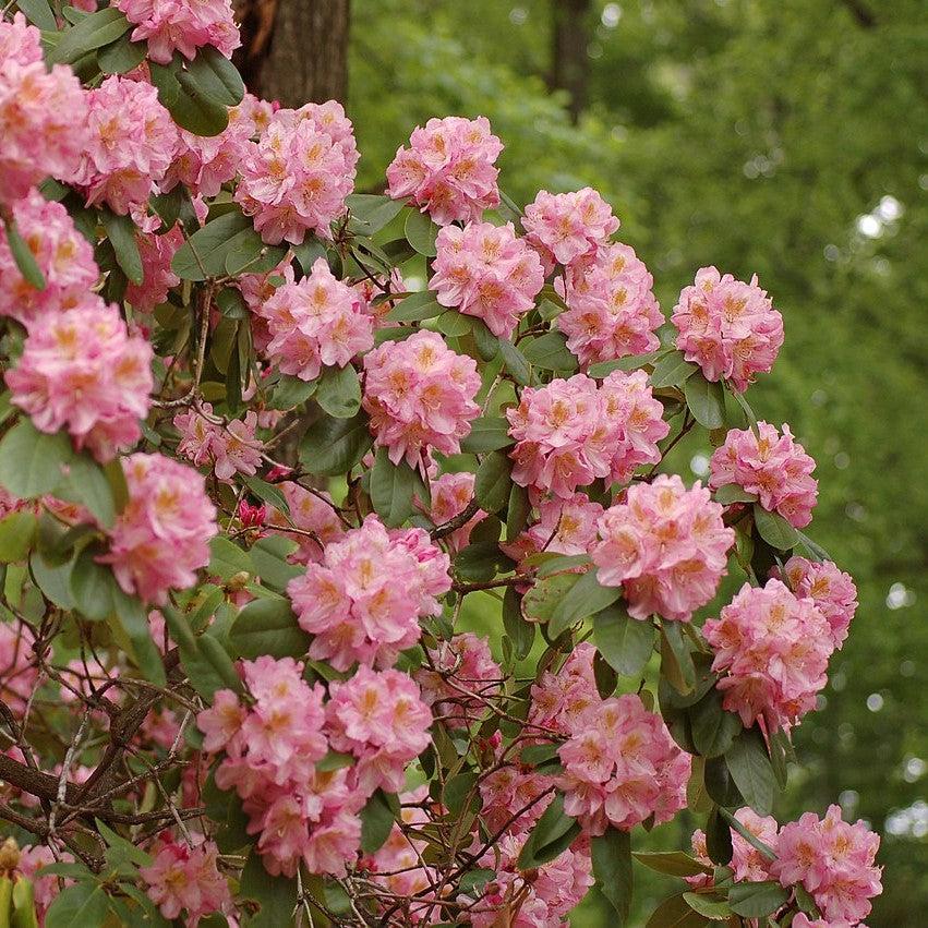 Scintillation Rhododendron