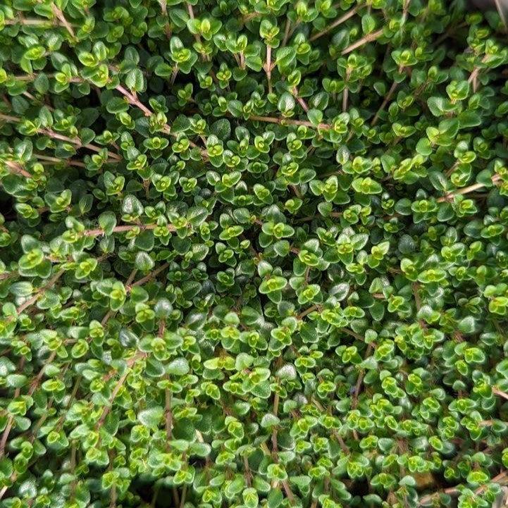 Thymus vulgaris 'Caborn Wine & Roses' - Caborn Wine & Roses Thyme