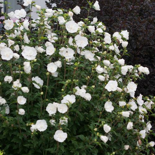 White Chiffon® Rose of Sharon