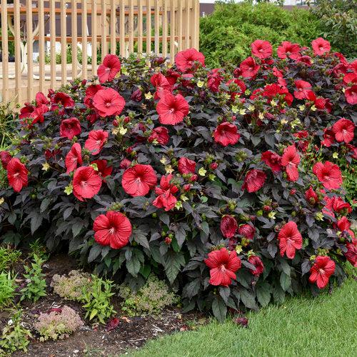 Summerific® Holy Grail Hibiscus