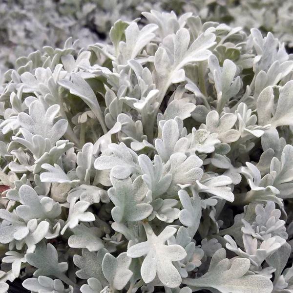 Artemisia 'Silver Brocade' - Silver Brocade Artemesia