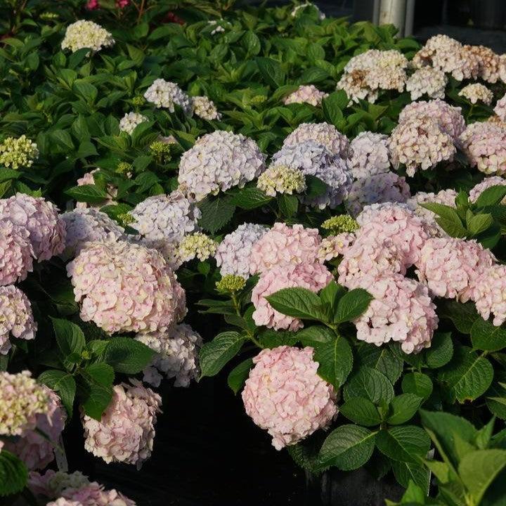Hydrangea macrophylla 'SMNHMC' - Wee Bit Innocent® Hydrangea