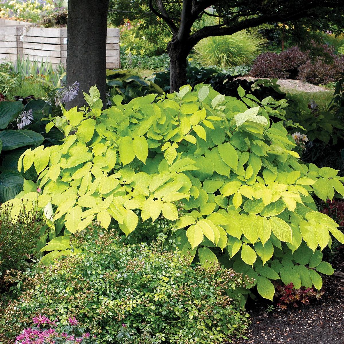 Sun King Golden Japanese Spikenard