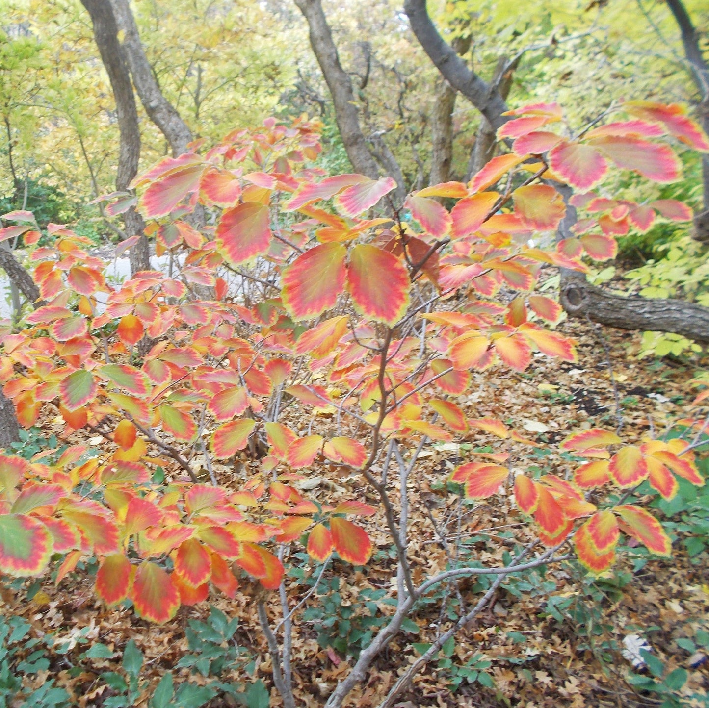 Arnold Promise Witch Hazel