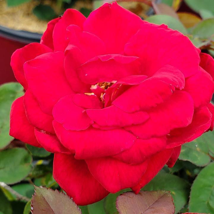 Rosa 'Baimir' - Easy Elegance® Kashmir Rose