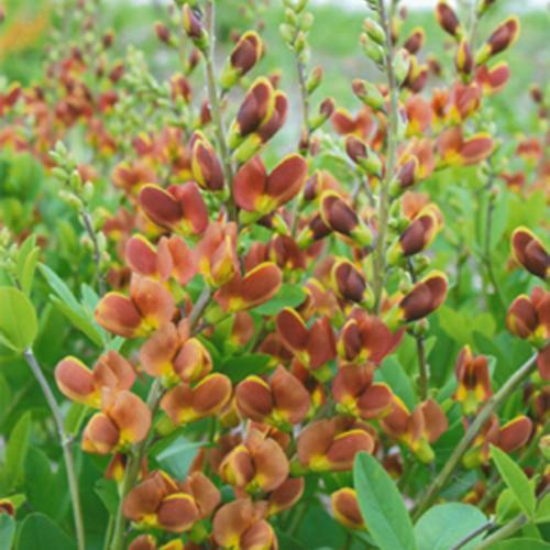 Baptisia 'Cherries Jubilee' - Decadence® Cherries Jubilee Baptisia