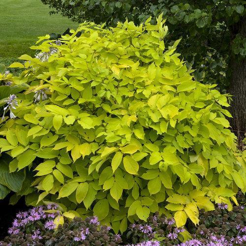 Sun King Golden Japanese Spikenard