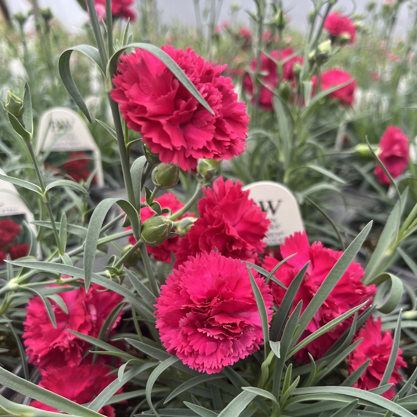 Dianthus 'Cranberry Cocktail' - PW® Fruit Punch® Cranberry Cocktail Dianthus