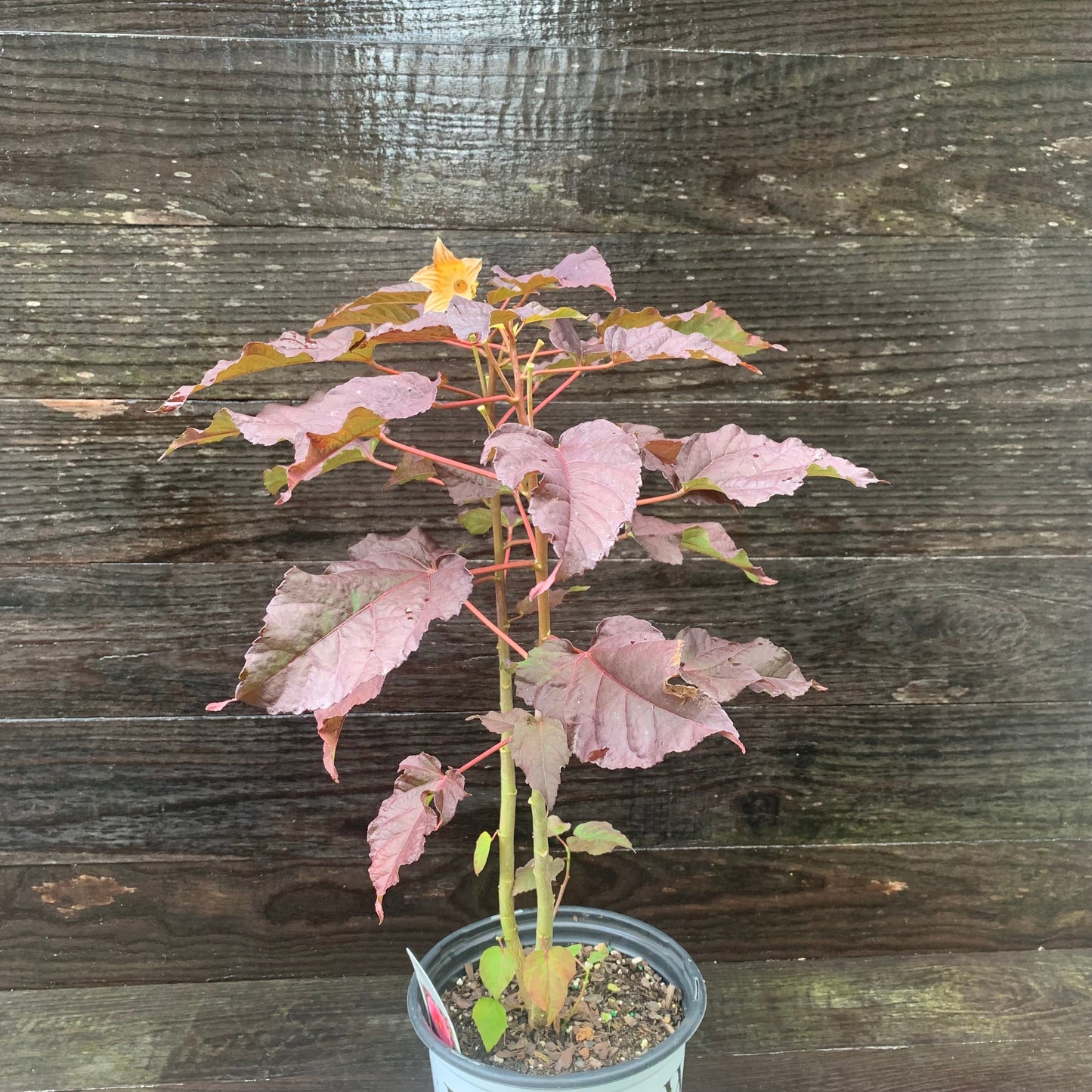 Summerific® Edge of Night Hibiscus