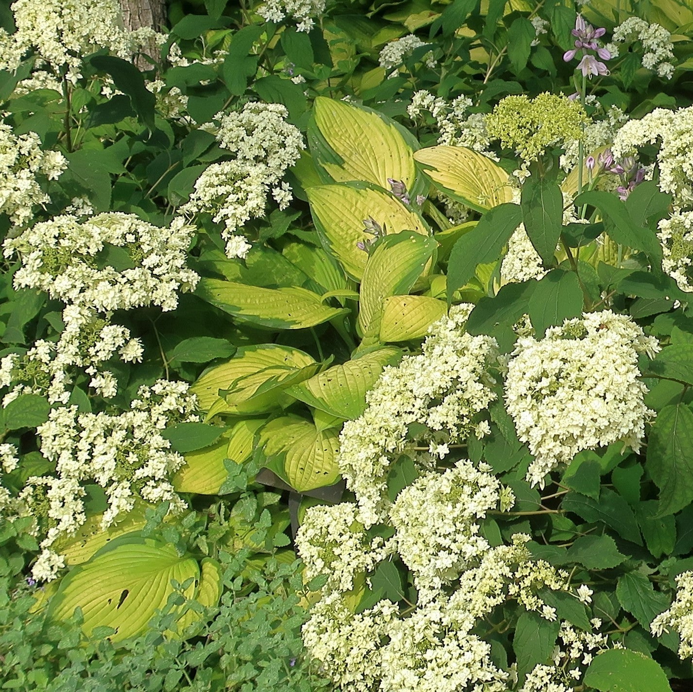 Hosta x 'Gold Standard' - Gold Standard Hosta