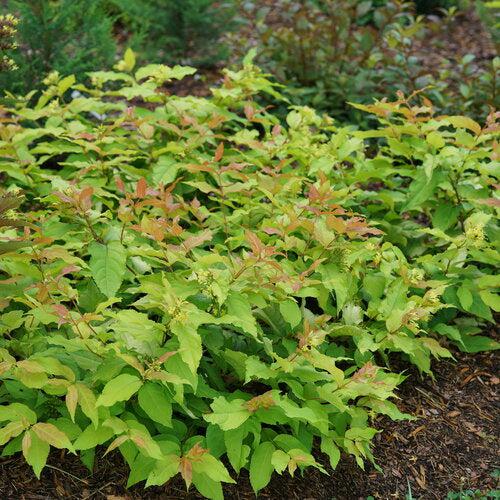 Diervilla x 'SMNDSS' PP34,138 - Kodiak® Fresh™ Honeysuckle
