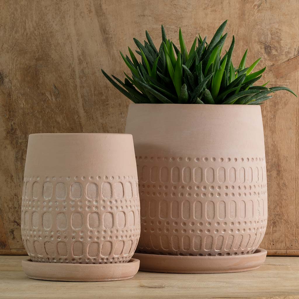 Mojave Planter - Shell - S/4