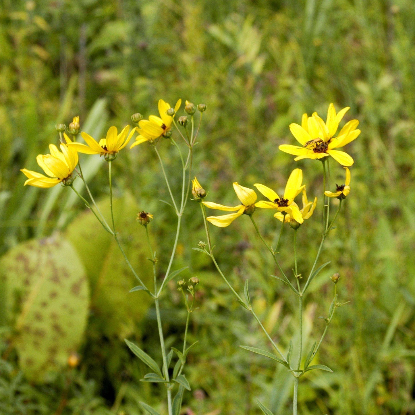 Coreopsis tripteris 'Gold Standard' - Gold Standard Tall Tickseed