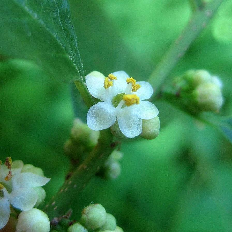 Ilex verticillata 'Jim Dandy' - Jim Dandy Winterberry