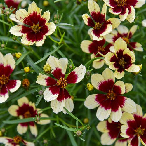 Coreopsis verticillata 'Creamy Calico' - Designer Threads™ Creamy Calico Coreopsis