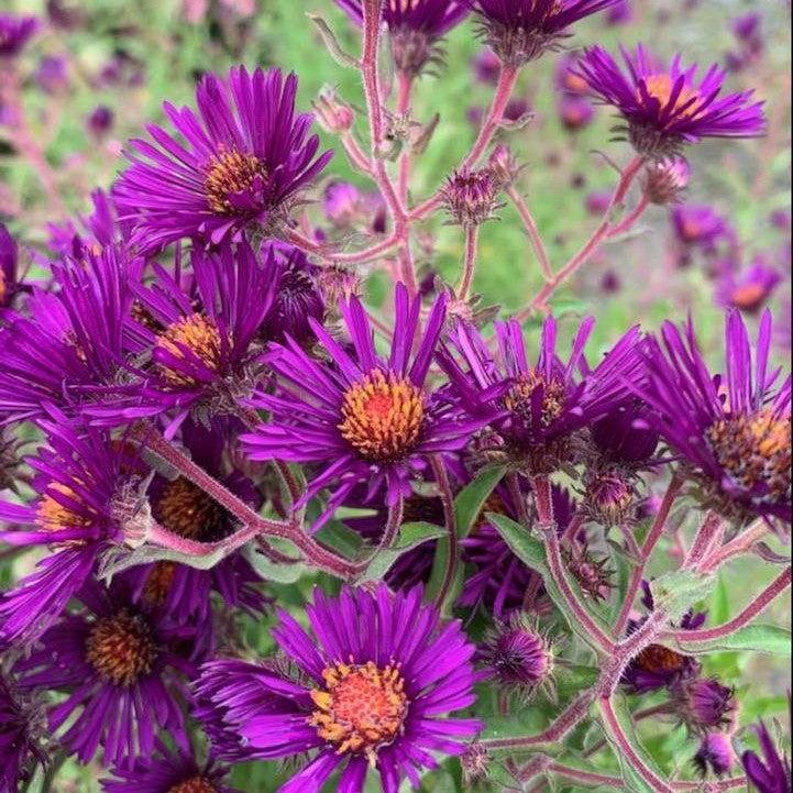 Aster novae-angliae 'Nachtauge' - Night Eyes New England Aster
