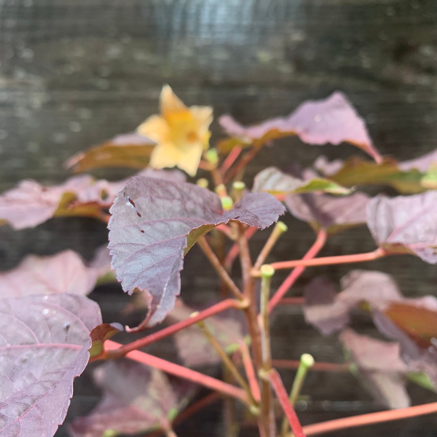 Summerific® Edge of Night Hibiscus