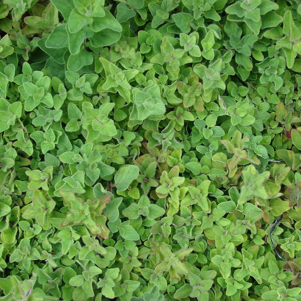 Origanum vulgare subsp. hirtum - Greek Oregano