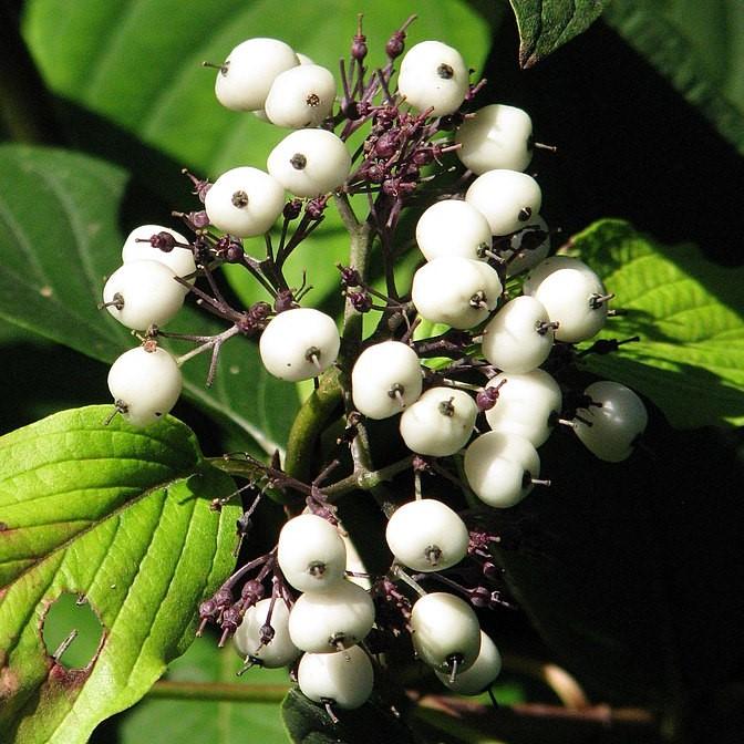 Bailey Red Twig Dogwood