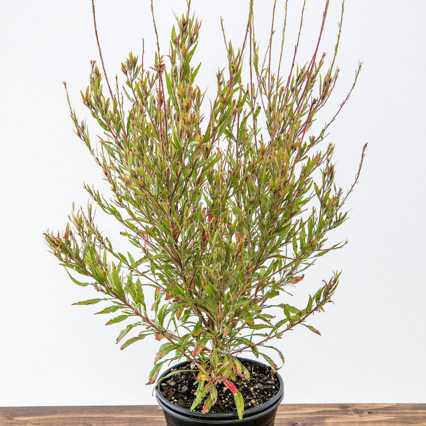 Gaura lindheimeri 'Kleau 04263' - Belleza™ Dark Pink Gaura