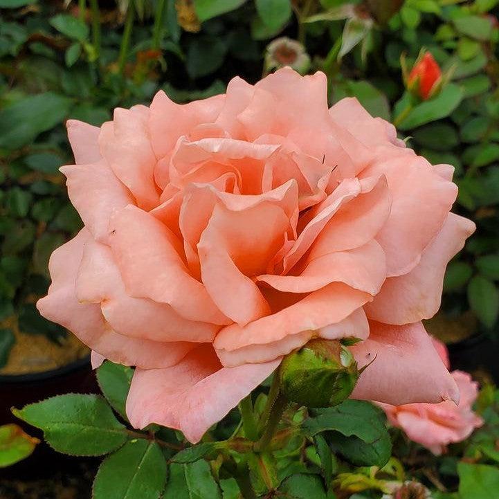 Rosa 'BAInce' - Easy Elegance® Sweet Fragrance Rose
