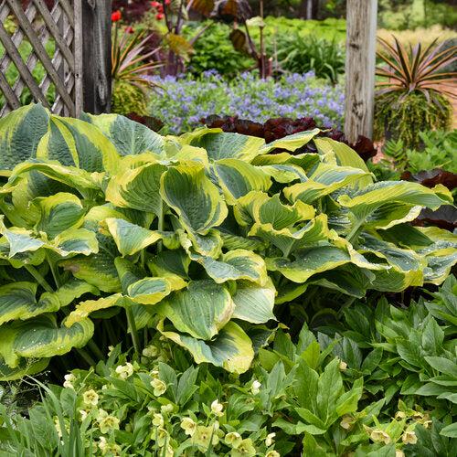 Hosta 'Seducer' 22,413 - PW® Shadowland® Seducer Hosta