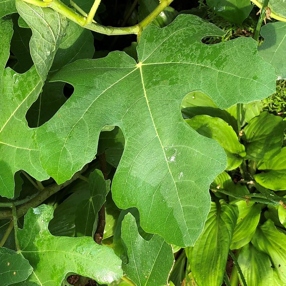 Ficus carica 'Chicago Hardy' - Chicago Hardy Fig
