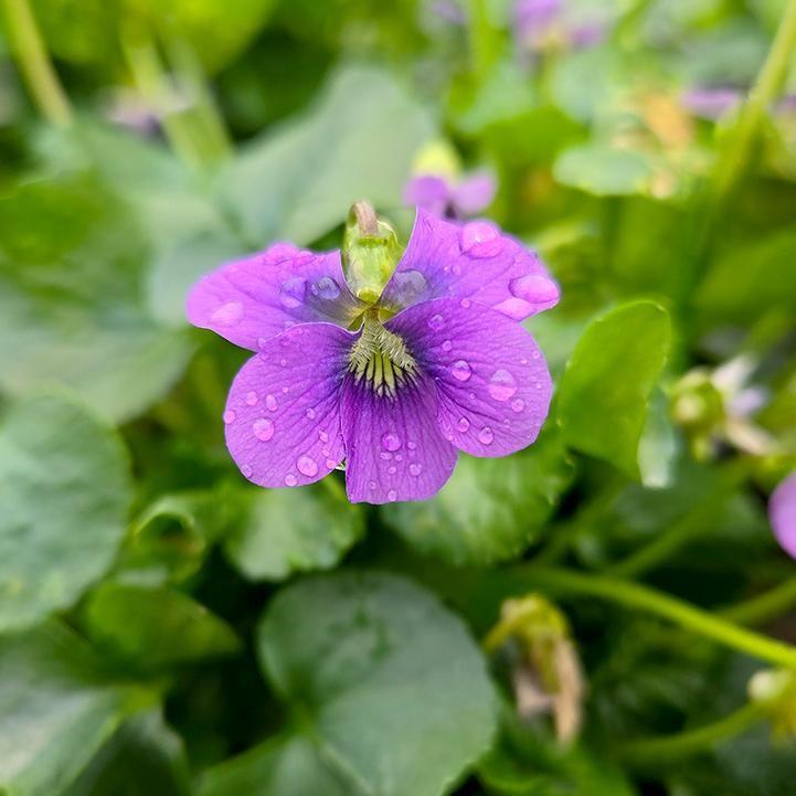 Viola sororia - Common Blue Violet