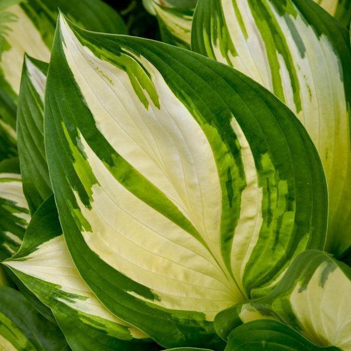 Hosta 'Miss America' PP32,068 - PW® Shadowland® Miss America Hosta