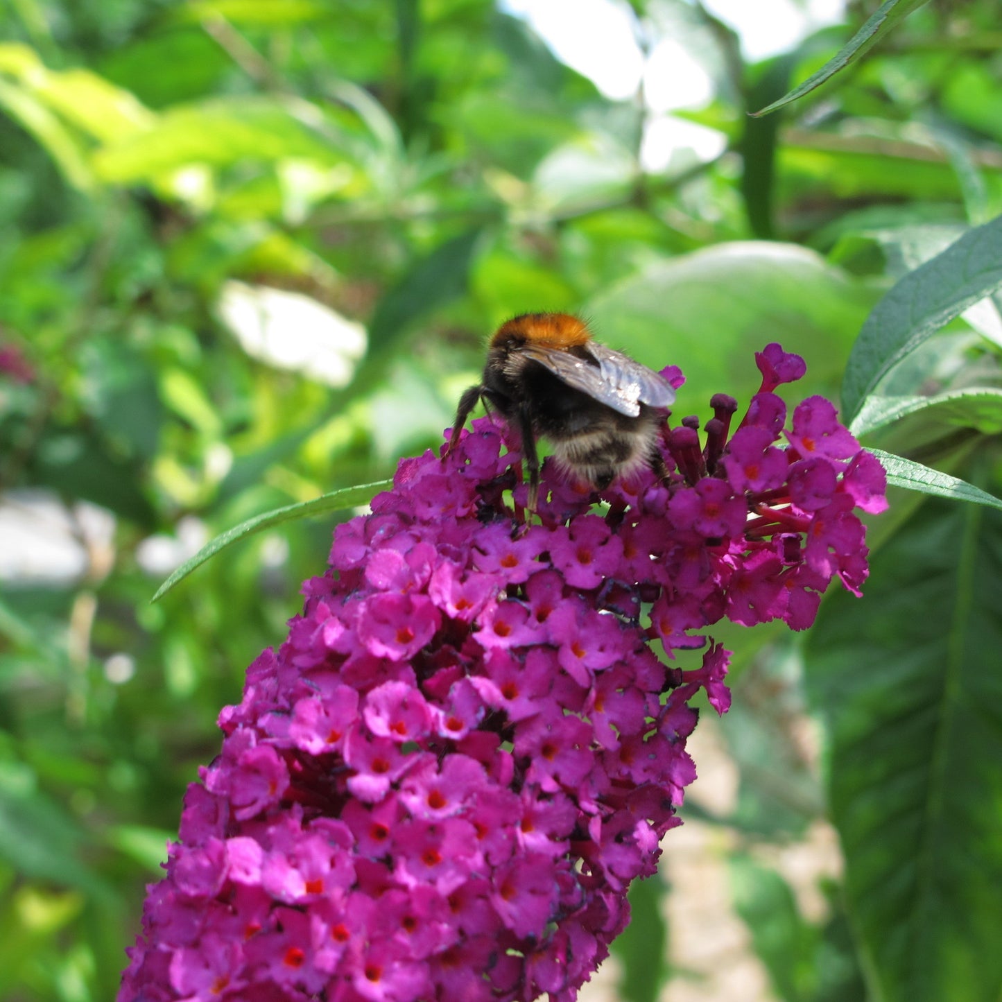 Buddleia 'PODvb3-30' - Bloomin' Easy® Birthday Cake™ Butterfly Bush